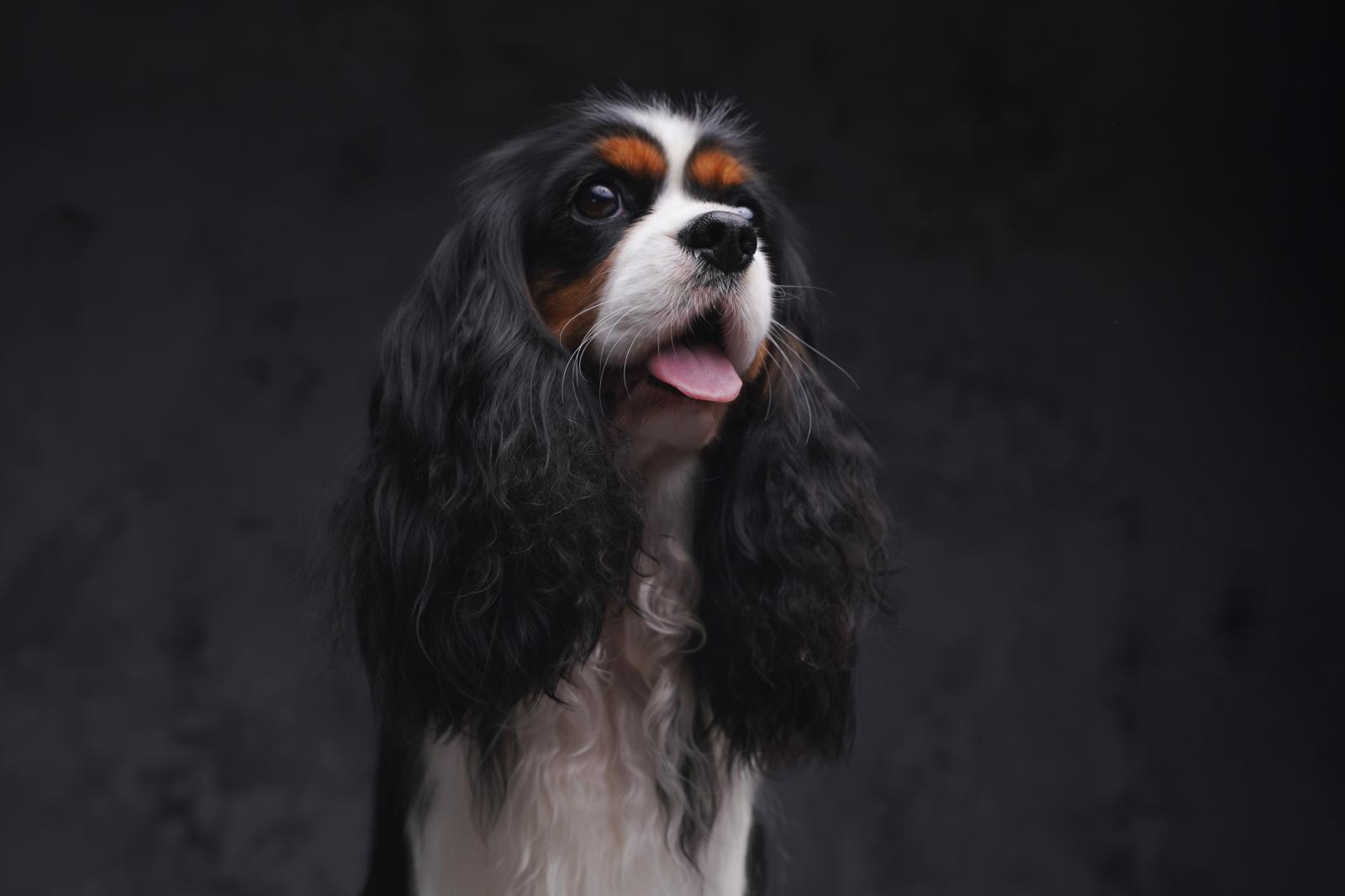 Quando il cane tossisce come se dovesse vomitare?