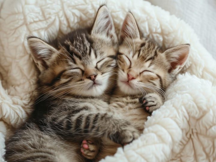 Quando il gatto fa le fusa?