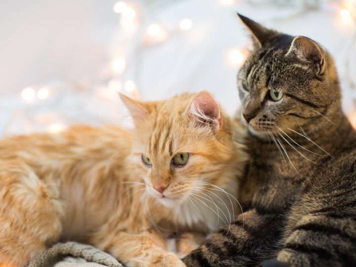 Quando il gatto muove la coda?