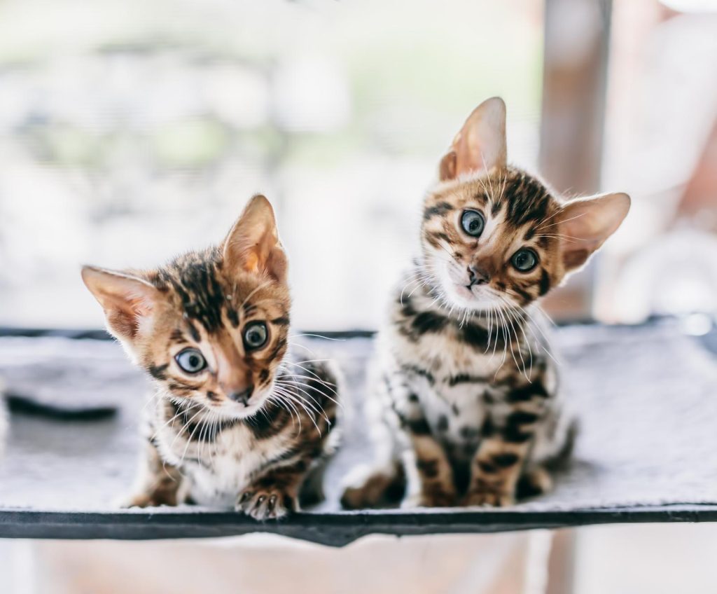 Quando il gatto muove la coda da sdraiato