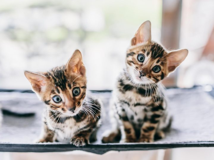 Quando il gatto muove la coda da sdraiato?