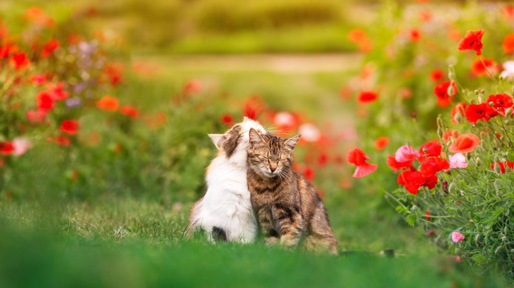 Quando il gatto muove la coda velocemente