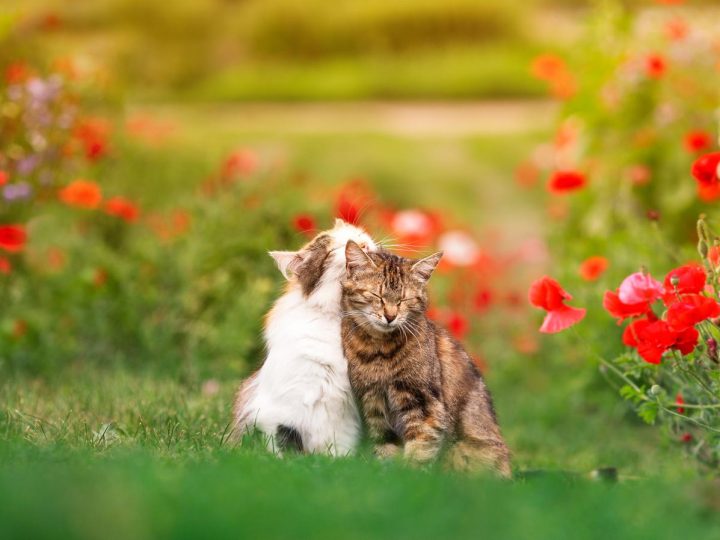 Quando il gatto muove la coda velocemente?