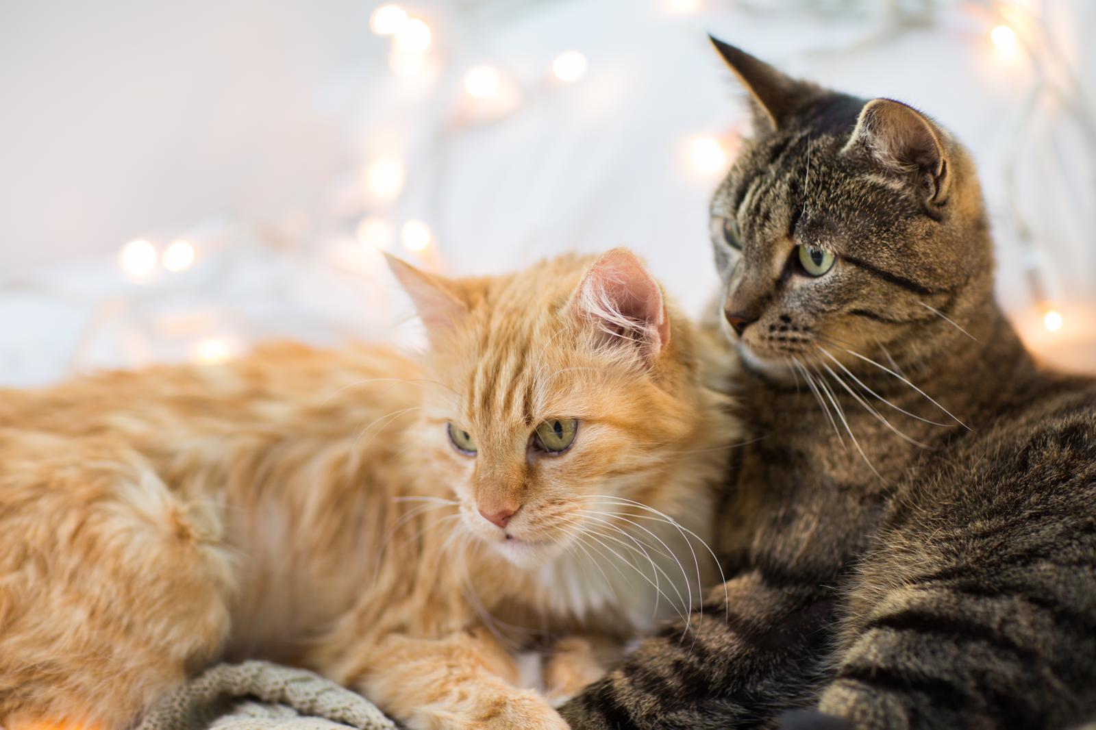 Quando il gatto muove la coda?