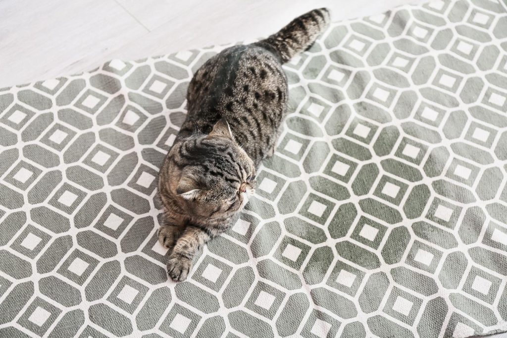 Quando il gatto ti lecca