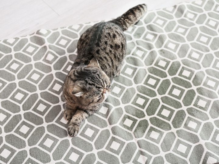 Quando il gatto ti lecca?