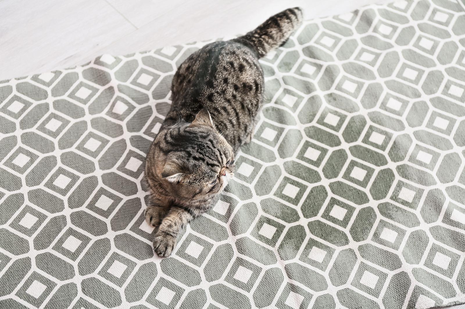 Quando il gatto ti lecca?