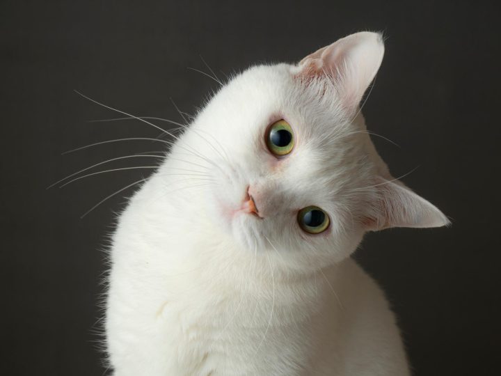 Quando il gatto ti tocca con la zampa?