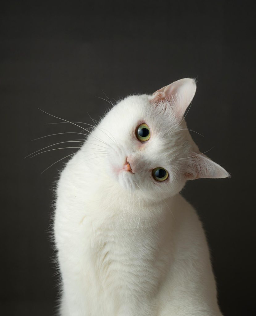 Quando il gatto ti tocca con la zampa