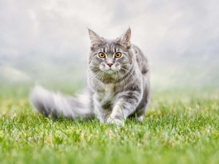 Quando partoriscono i gatti?