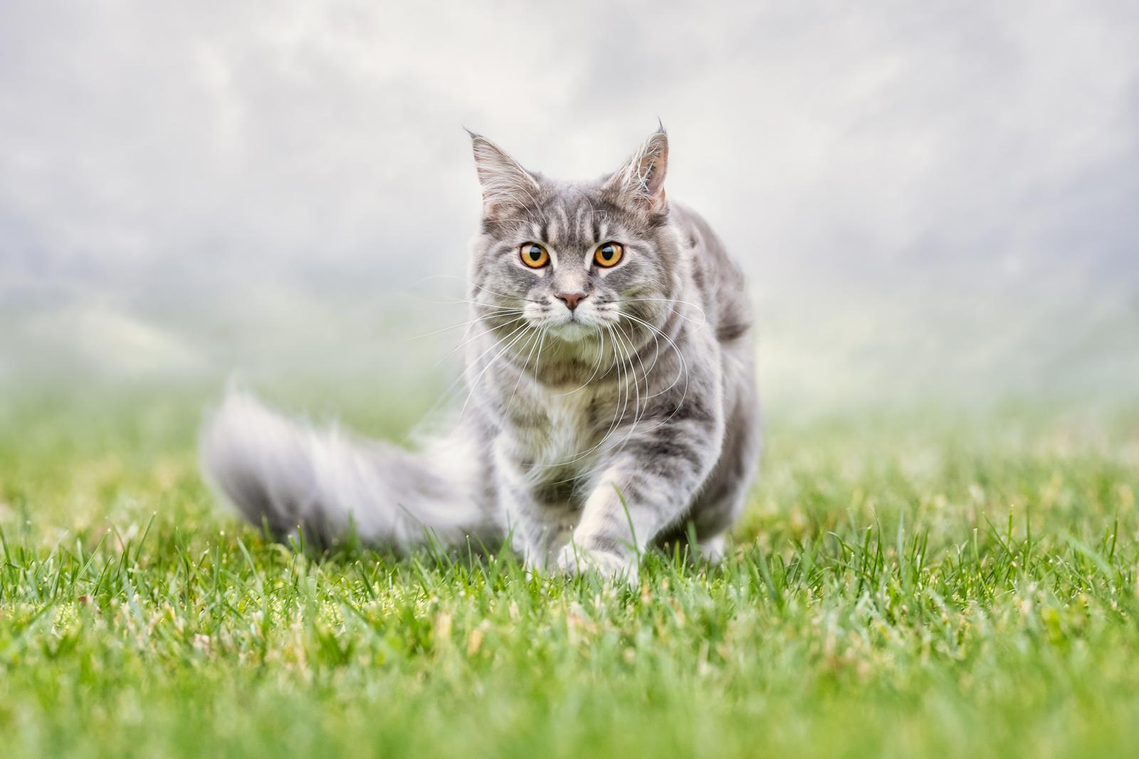 Quando partoriscono i gatti?