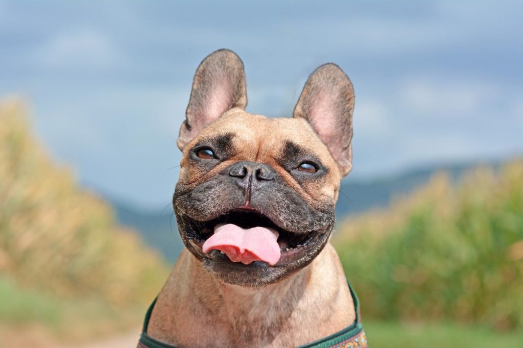 Quando preoccuparsi se il cane non mangia
