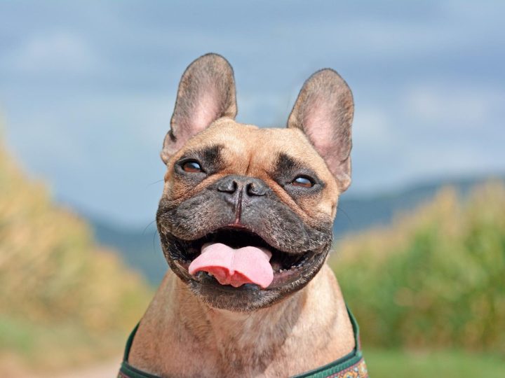Quando preoccuparsi se il cane non mangia?