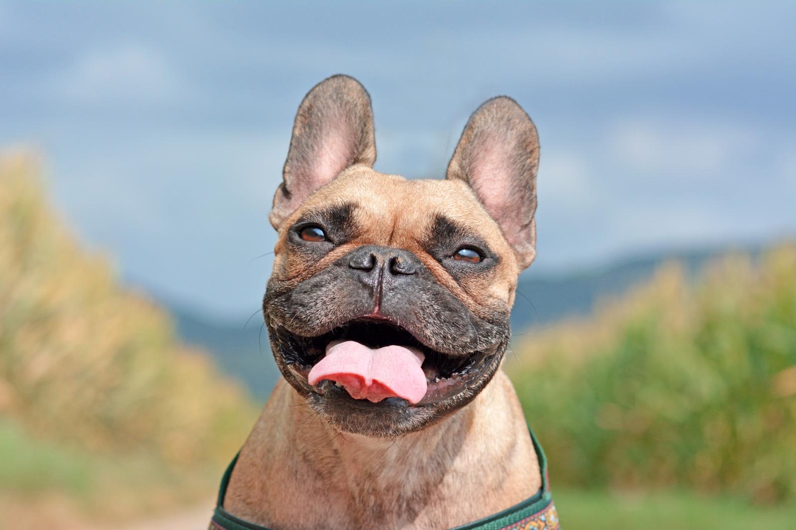 Quando preoccuparsi se il cane non mangia?