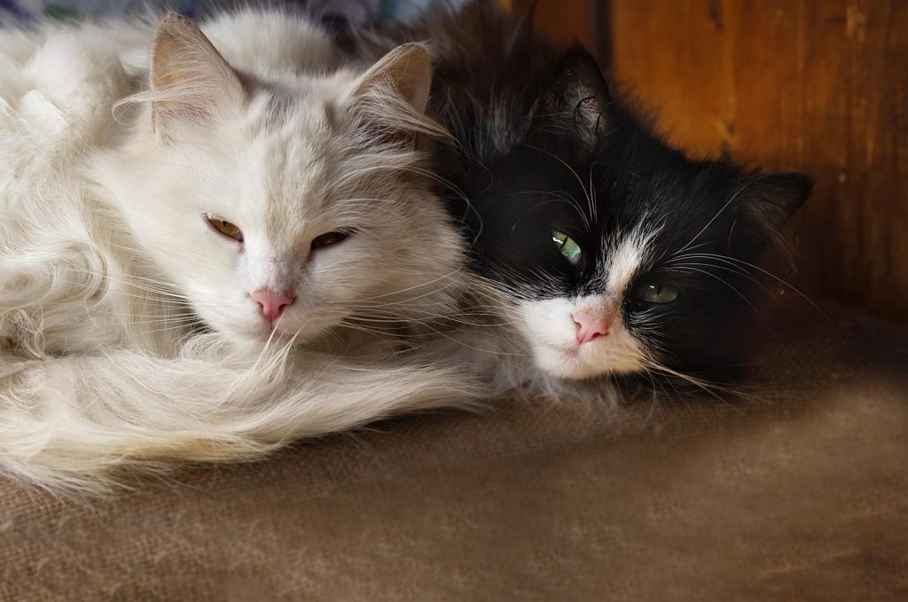 Quando preoccuparsi se il gatto non mangia