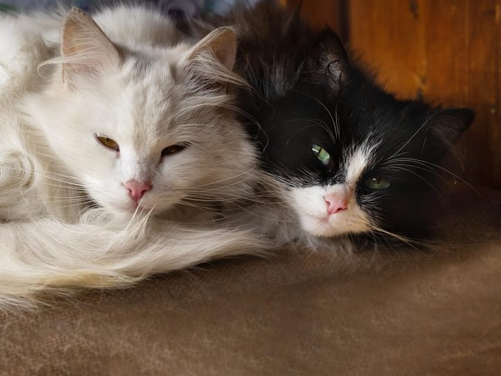 Quando preoccuparsi se il gatto non mangia?