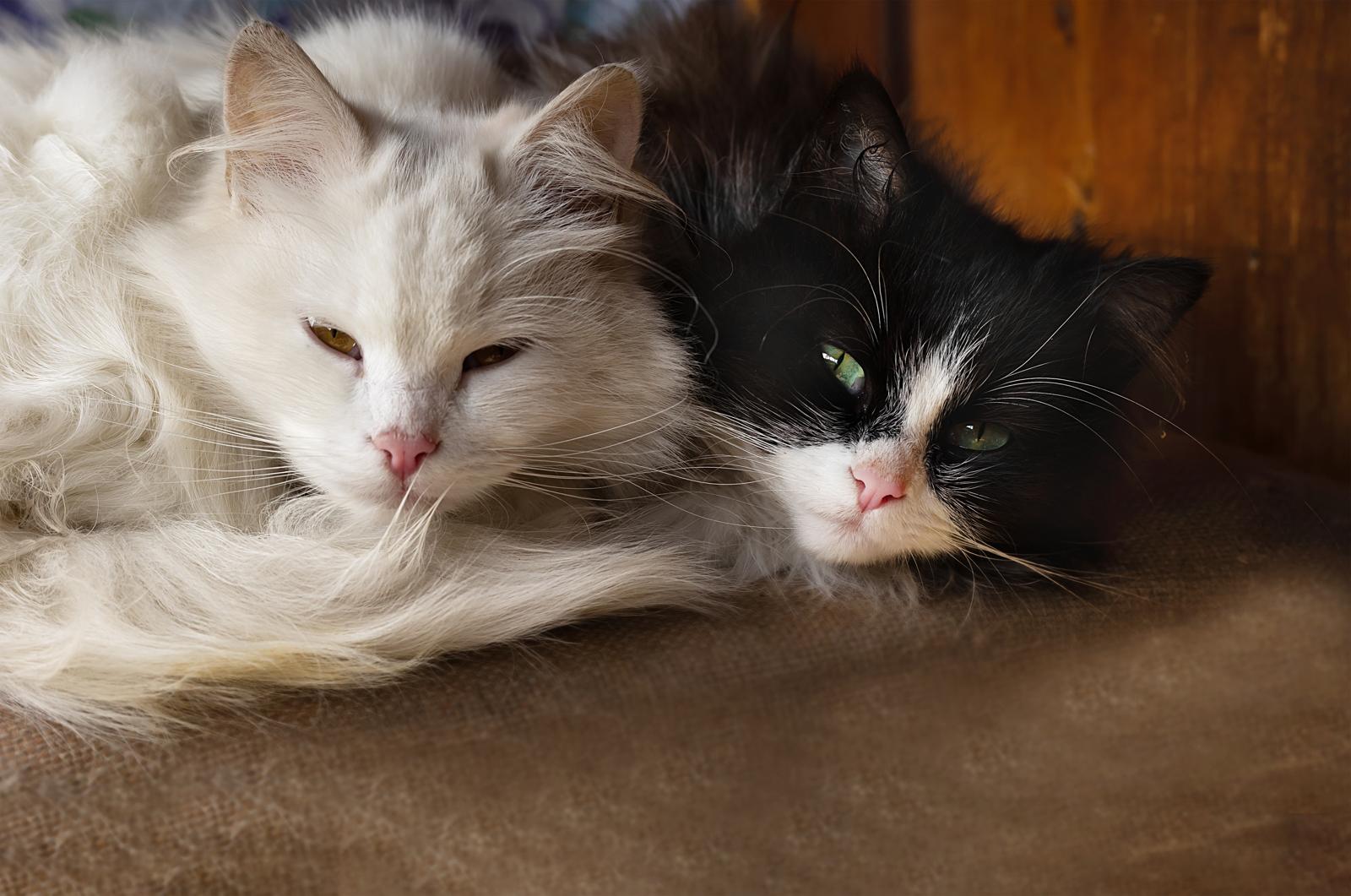 Quando preoccuparsi se il gatto non mangia?