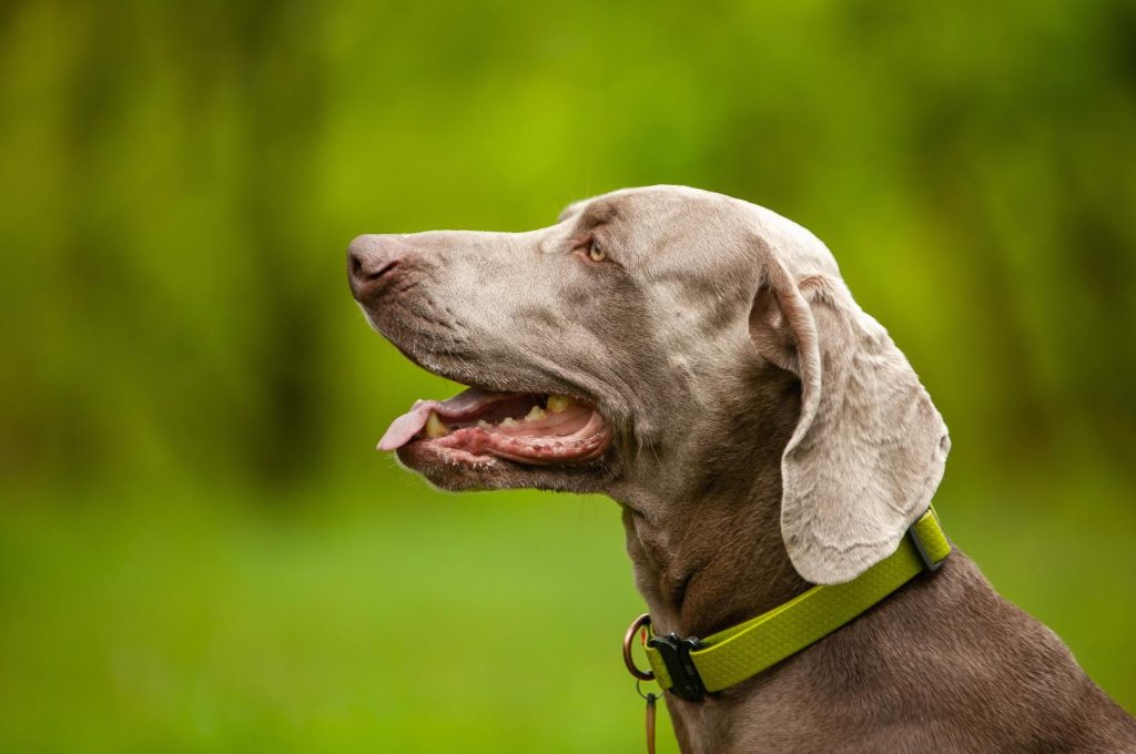 Quando si fa il primo vaccino al cane