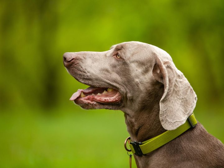 Quando si fa il primo vaccino al cane?