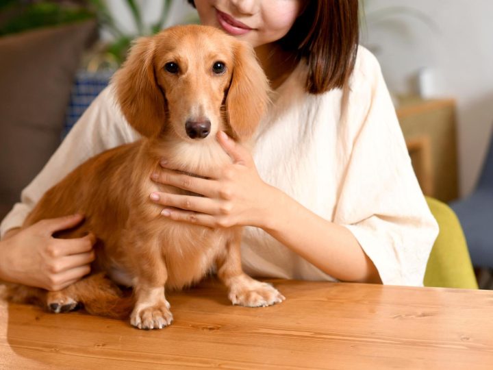 Quando un cane diventa adulto?