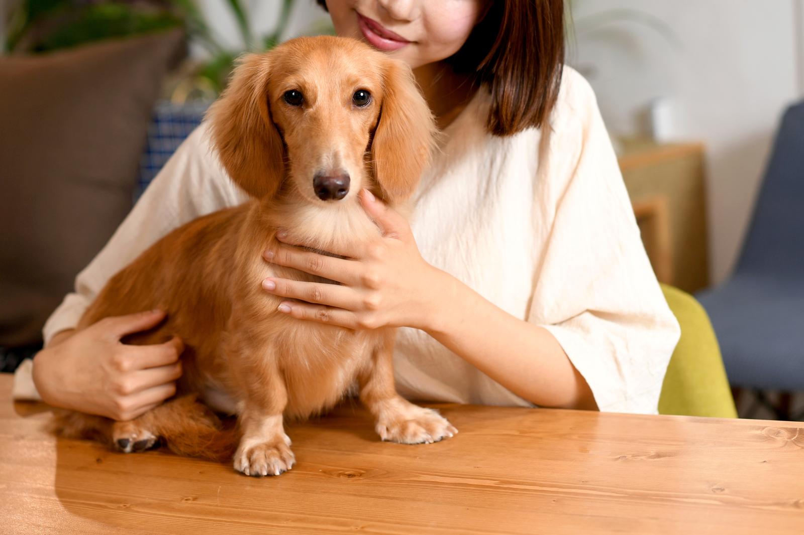 Quando un cane diventa adulto?