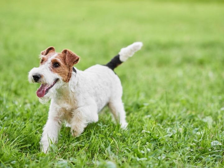 Quando un cane è anziano?