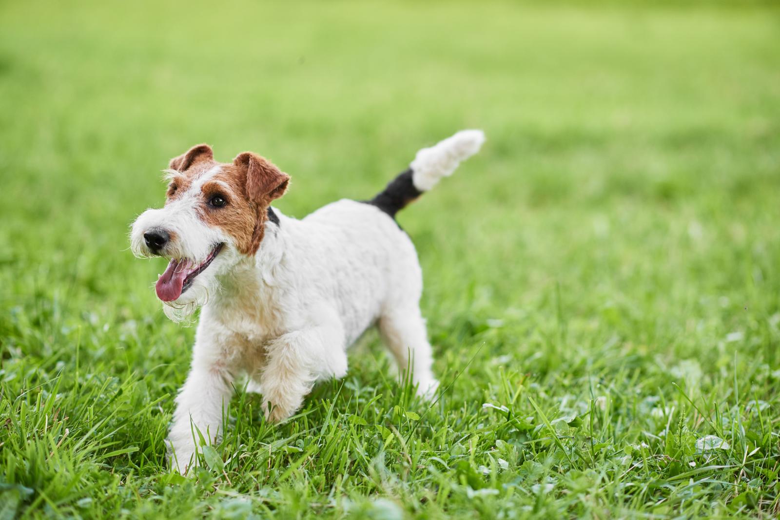 Quando un cane è anziano?