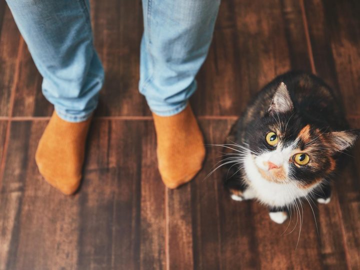 Quando un gatto randagio ti segue?