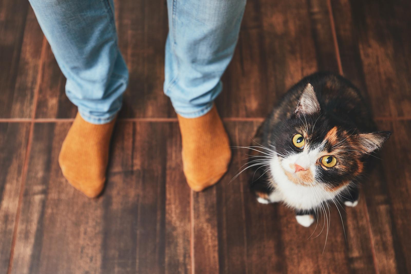 Quando un gatto randagio ti segue?