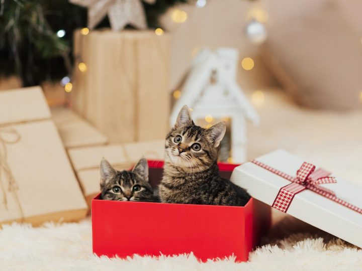 Quando un gatto soffia al padrone?