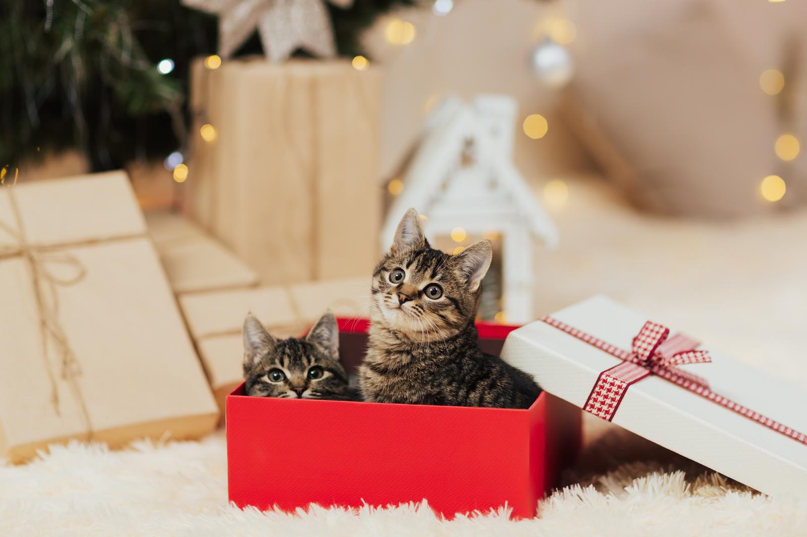 Quando un gatto soffia al padrone?