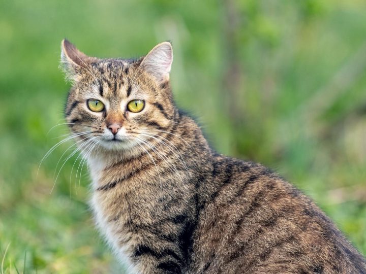 Quando vanno in calore i gatti?