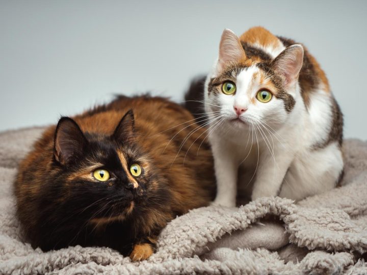 Quando vanno in calore i gatti maschi?