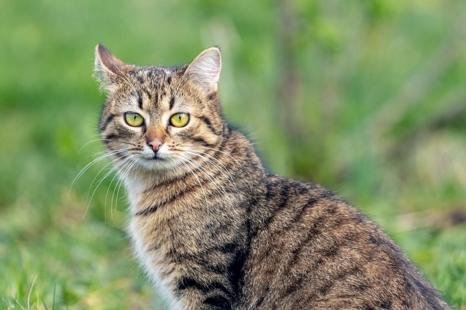 Quando vanno in calore i gatti?