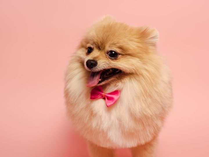 Quanta carne dare al cane?