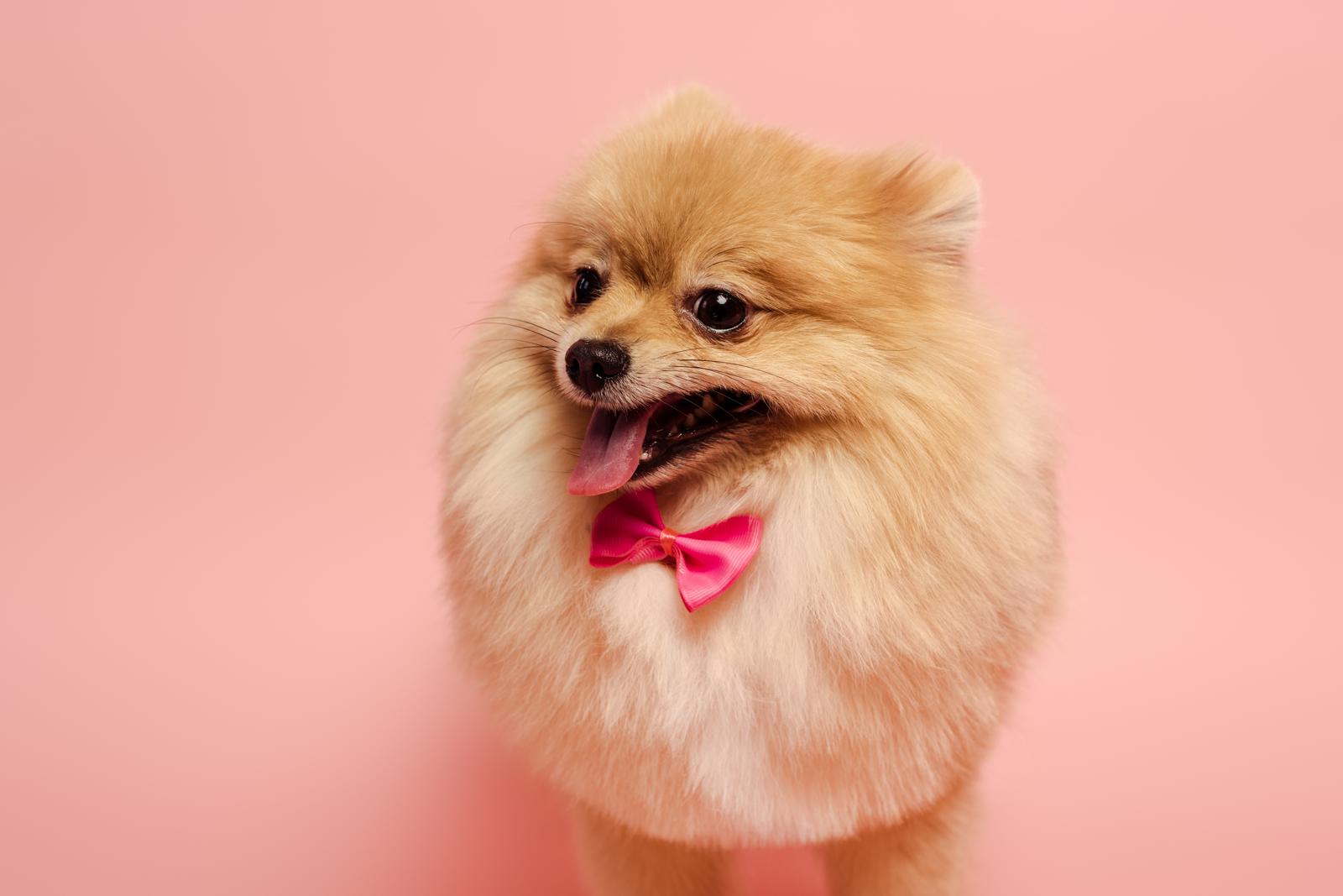 Quanta carne dare al cane?