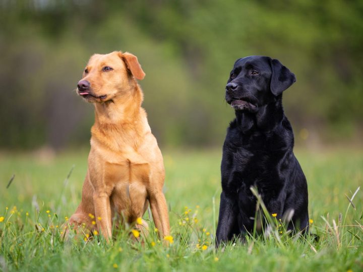 Quanta carne deve mangiare un cane di 40 kg?