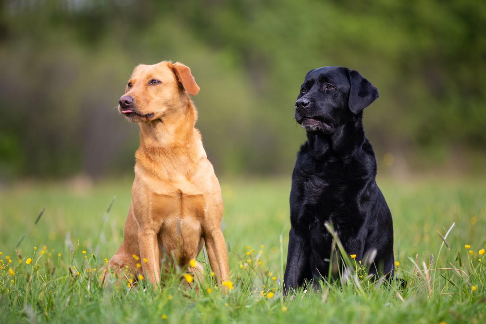 Quanta carne deve mangiare un cane di 40 kg?