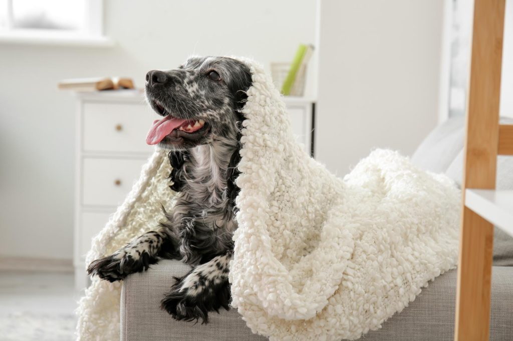 Quante crocchette deve mangiare un cane di 10 kg