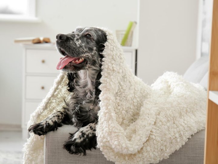 Quante crocchette deve mangiare un cane di 10 kg?