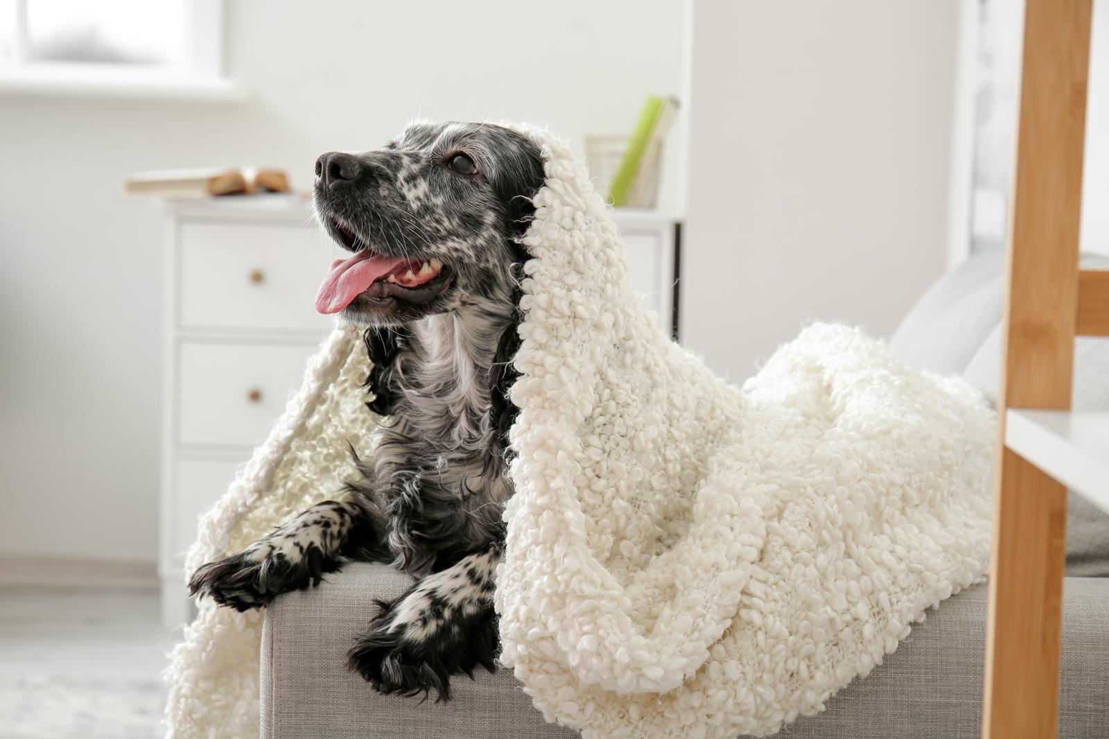 Quante crocchette deve mangiare un cane di 10 kg?