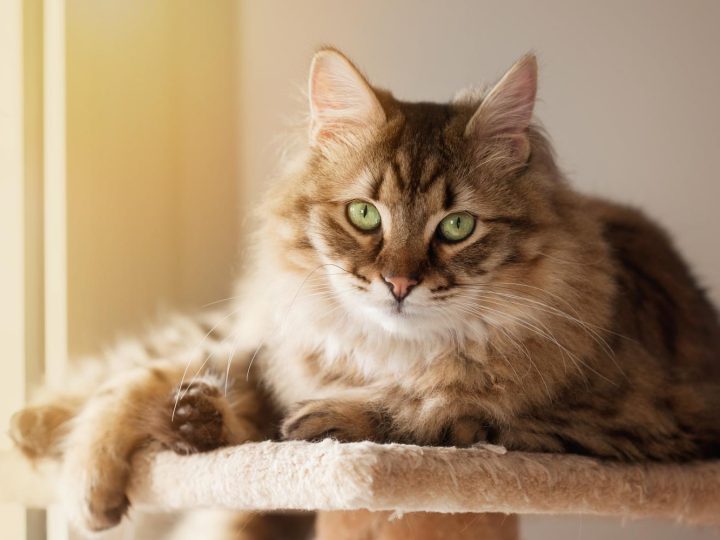 Quante dita hanno i gatti?