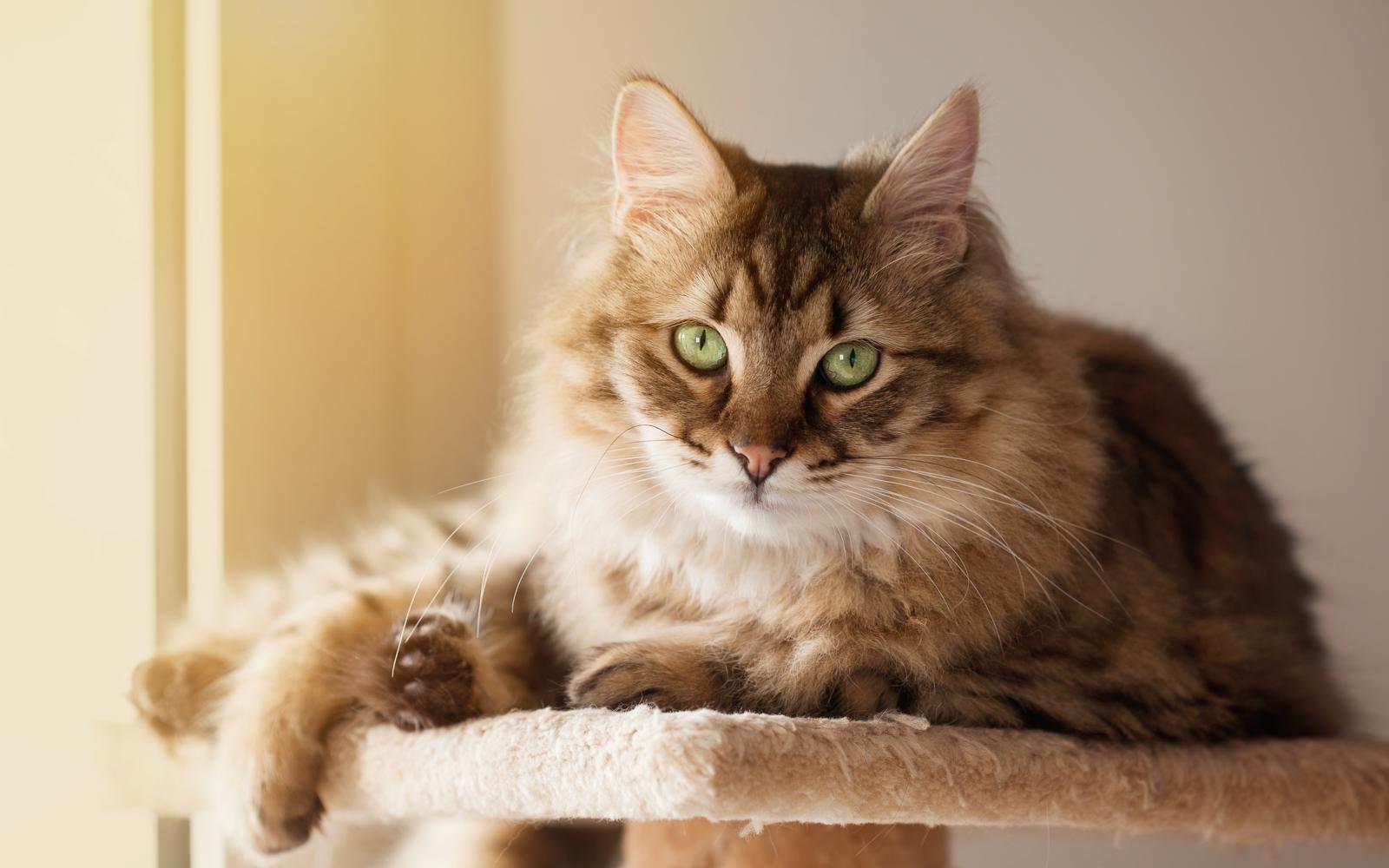 Quante dita hanno i gatti?