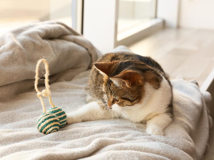 Quante mammelle hanno i gatti?
