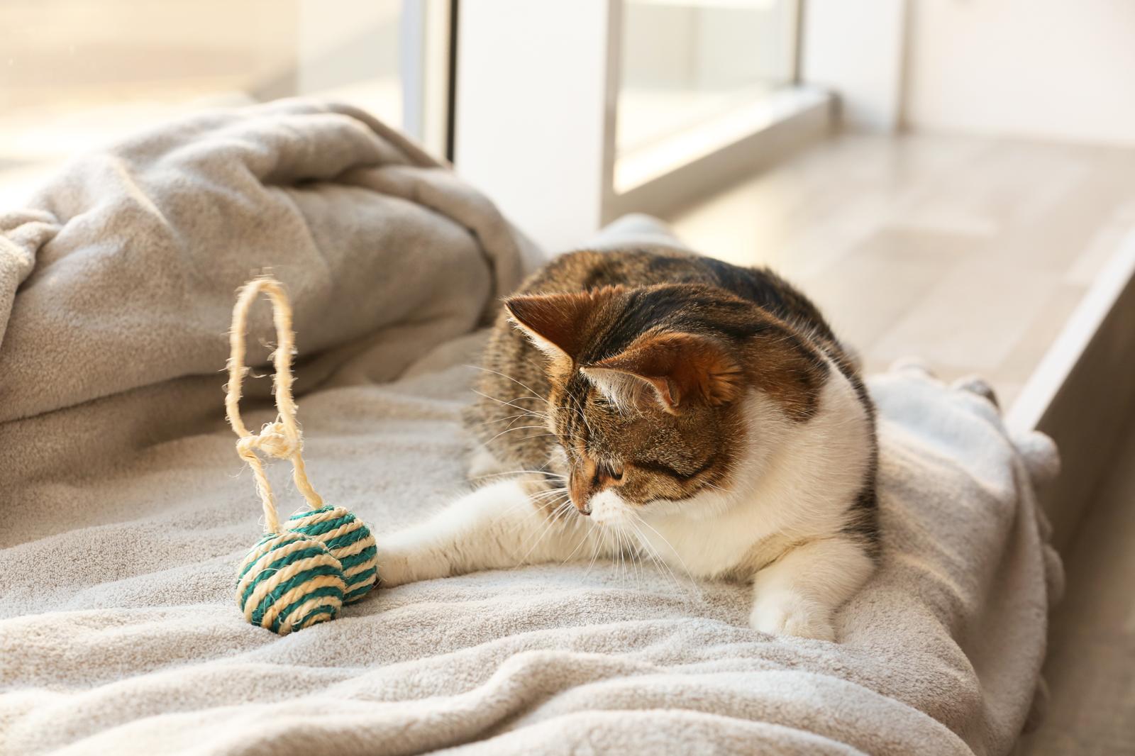 Quante mammelle hanno i gatti?