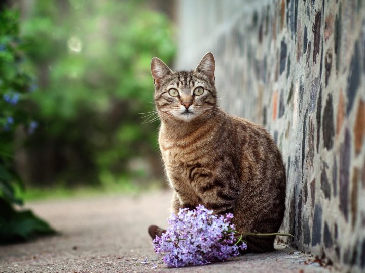 Quante razze di gatti esistono?