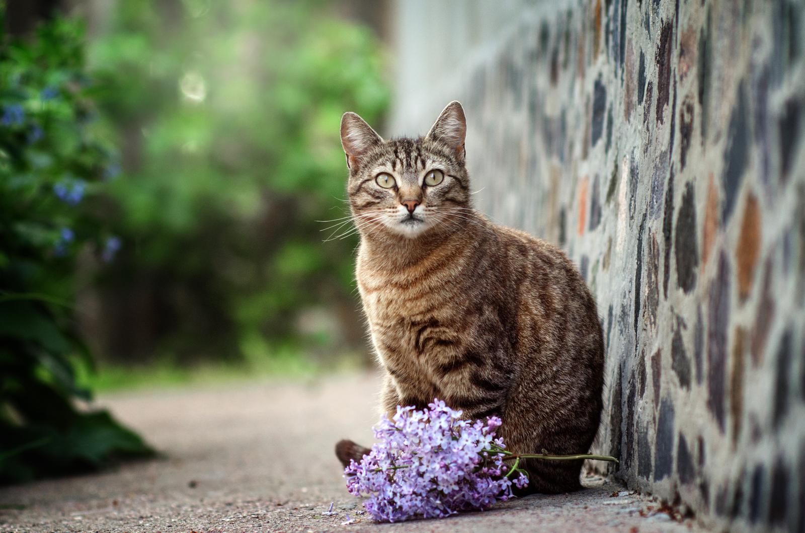 Quante razze di gatti esistono?