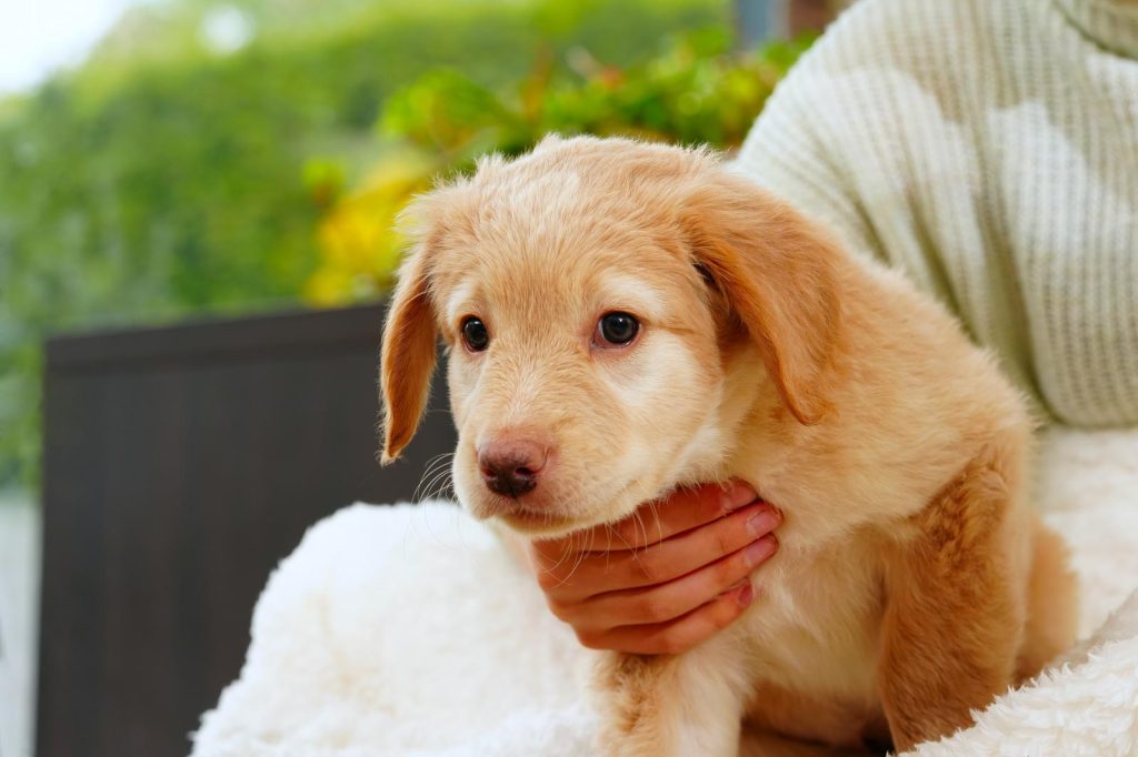 Quante volte al giorno deve mangiare un cane