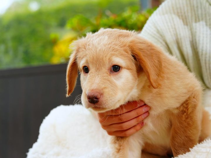 Quante volte al giorno deve mangiare un cane?