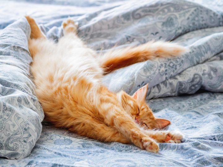 Quante volte dare l’umido al gatto?